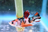 Nemo Koi Galaxy  Plakat Male Betta (ID#505-M142) Free2Day SHIPPING
