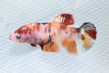 Mystery Female Betta Koi Plakat 2 Inch ( 5Pack ) Free2Day SHIPPING