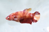 Mystery Female Betta Koi Plakat 2 Inch ( 5Pack ) Free2Day SHIPPING