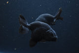 Thai Ranchu Black 3-3.5 Inch (Assorted) FREE 2 DAY SHIPPING