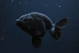 Thai Ranchu Black 3-3.5 Inch (Assorted) FREE 2 DAY SHIPPING