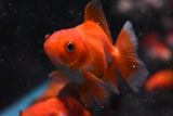 Baby Thai Oranda Red White 2-3 Inch (Assorted) (Lot1c) Free2Day SHIPPING