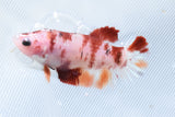 Mystery Female Betta Koi Plakat 2 Inch ( 5Pack ) Free2Day SHIPPING