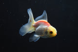 Baby Thai Oranda Red White 1.5-2 Inch (Assorted) (tank13c) Free2Day SHIPPING