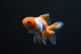 Baby Thai Oranda Red White 1.5-2 Inch (Assorted) Free2Day SHIPPING