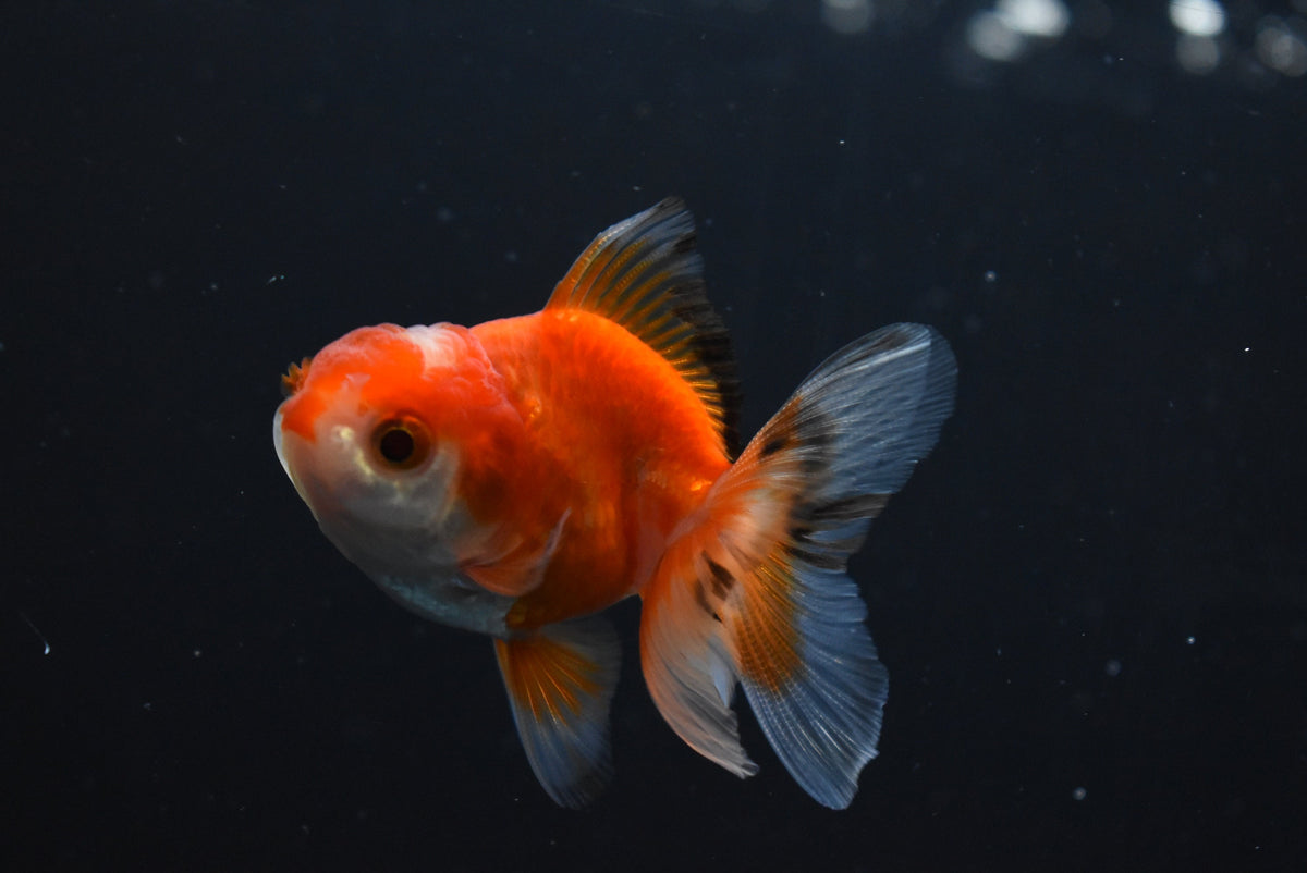 Baby Thai Oranda Red White 2-3 Inch (Assorted) (Lot1c) Free2Day SHIPPI ...