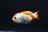 Juvenile Ranchu Red/Red White  3-3.5 Inch (Assorted) (Tank8c) Free2Day SHIPPING