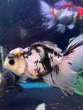 Thai Oranda  Panda 6 Inch (ID#415T6b-113) Please See Notes
