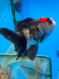 Juvenile Thai Oranda  Tricolor 3.5 Inch (ID#1101ToPT5-81) Free2Day SHIPPING Please see notes