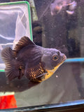 Thai Oranda  Bronze 4 Inch (ID#924To1b-33) Free2Day SHIPPING