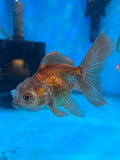 Juvenile Thai Oranda  Panda 3.5 Inch (ID#1022ToPT5-92) Free2Day SHIPPING Please see notes