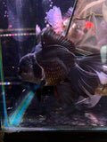 Thai Oranda  Panda 6.5 Inch (ID#1105To6a-103)