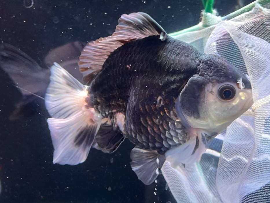 Thai Oranda  Panda 5 Inch (ID#919T6c-89) Free2Day SHIPPING Please See Notes