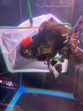 Thai Oranda  Tricolor 5.5 Inch (ID#924To6c-105)