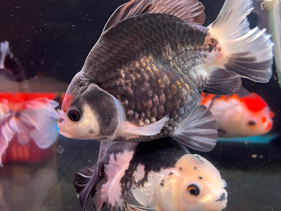 Thai Oranda  Panda 5 Inch (ID#919T6c-89) Free2Day SHIPPING Please See Notes