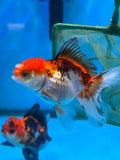 Juvenile Thai Oranda  Tricolor 3.5 Inch (ID#1105ToPT5-78) Free2Day SHIPPING Please see notes