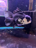 Thai Oranda  Panda 6 Inch (ID#816To6a-106) Please see notes