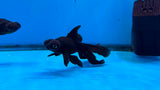 Juvenile Black Moor 3-3.5 Inch (Assorted) Free2Day SHIPPING