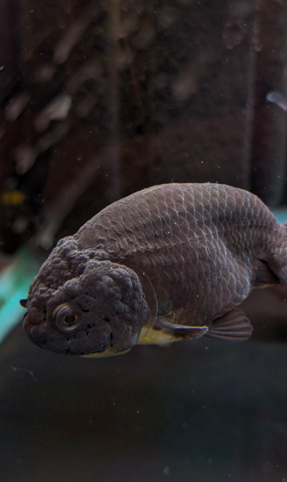 Ranchu Black/Bronze 3-4 Inch (Assorted) Free2Day SHIPPING