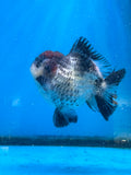 Short Body Thai Oranda  Tricolor 4.5 Inch (ID#830To14a-77). Please see notes