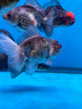 Thai Oranda  Tricolor 4.5 Inch (ID#924R12c-101) Free2Day SHIPPING. Please see notes