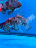 Thai Oranda  Tricolor 4.5 Inch (ID#924R12c-101) Free2Day SHIPPING. Please see notes