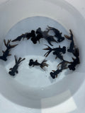 Black Moor 2-2.5 Inch (Assorted) Free2Day SHIPPING