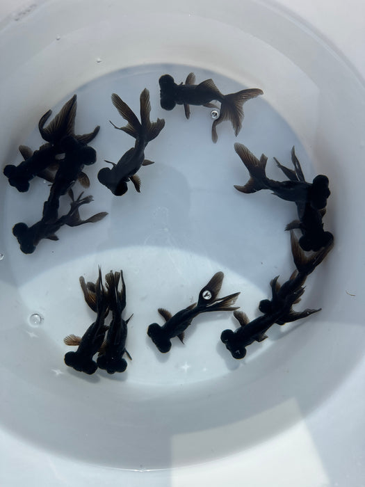 Black Moor 2-2.5 Inch (Single-Assorted) Free2Day SHIPPING