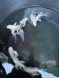 Short Body Platinum Koi 4 Inch (Assorted) Free2Day SHIPPING