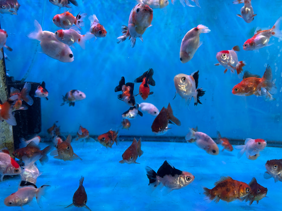 10Pack Baby Thai Oranda Red White 1.5-2 Inch (Dealer Choice) Free2Day SHIPPING