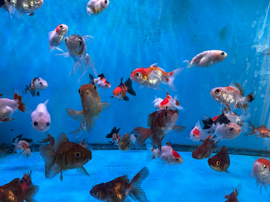 5Pack Baby Thai Oranda Red White 1.5-2 Inch (Dealer Choice) Free2Day SHIPPING