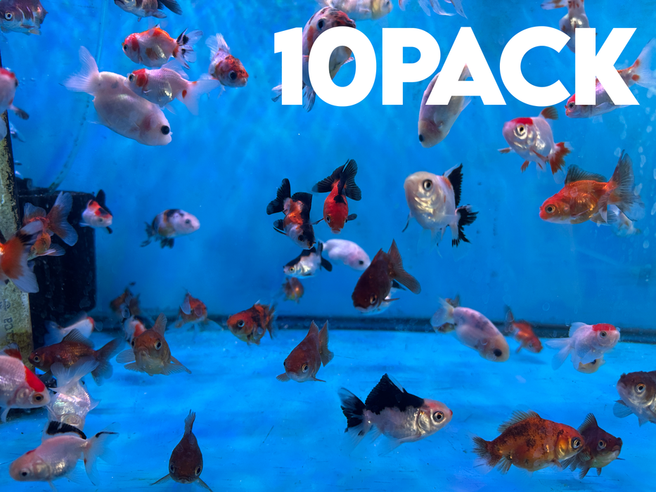 10Pack Baby Thai Oranda Red White 1.5-2 Inch (Dealer Choice) Free2Day SHIPPING