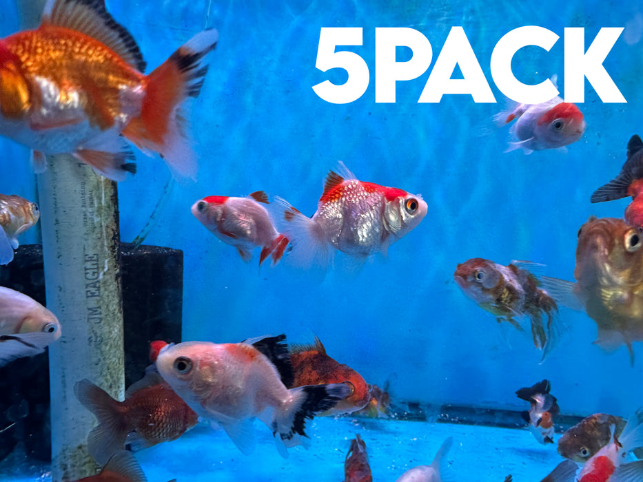 5Pack Baby Thai Oranda Red White 1.5-2 Inch (Dealer Choice) Free2Day SHIPPING