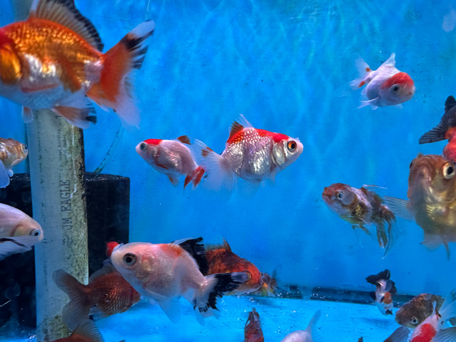5Pack Baby Thai Oranda Red White 1.5-2 Inch (Dealer Choice) Free2Day SHIPPING