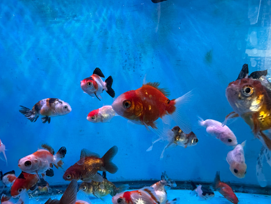 5Pack Baby Thai Oranda Red White 1.5-2 Inch (Dealer Choice) Free2Day SHIPPING