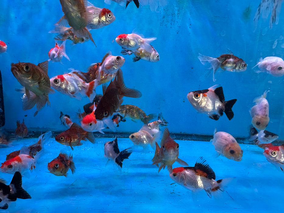 10Pack Baby Thai Oranda Red White 1.5-2 Inch (Dealer Choice) Free2Day SHIPPING