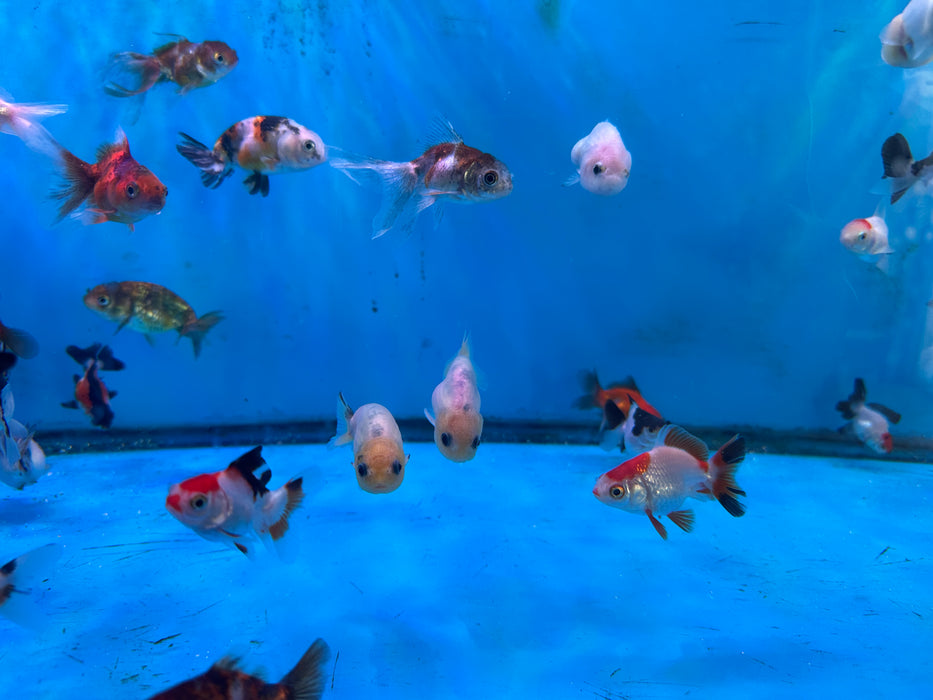 5Pack Baby Thai Oranda Red White 1.5-2 Inch (Dealer Choice) Free2Day SHIPPING