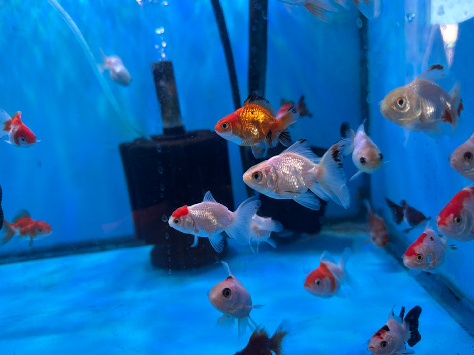 10Pack Baby Thai Oranda Red White 1.5-2 Inch (Dealer Choice) Free2Day SHIPPING