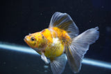 Ryukin  Calico 4.5 Inch (ID#1018Ry7a-1) Free2Day SHIPPING