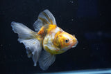 Ryukin  Calico 4.5 Inch (ID#1018Ry7a-1) Free2Day SHIPPING