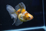 Ryukin  Calico 4.5 Inch (ID#1018Ry7a-1) Free2Day SHIPPING