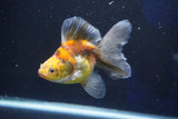 Ryukin  Calico 4.5 Inch (ID#1018Ry7a-1) Free2Day SHIPPING