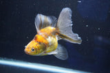 Ryukin  Calico 4.5 Inch (ID#1018Ry7a-1) Free2Day SHIPPING