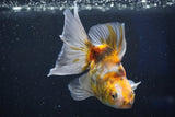 Ryukin  Calico 4.5 Inch (ID#1018Ry7a-1) Free2Day SHIPPING