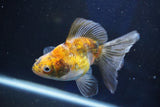 Ryukin  Calico 4.5 Inch (ID#1022Ry7a-1) Free2Day SHIPPING