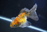 Ryukin  Calico 4.5 Inch (ID#1022Ry7a-1) Free2Day SHIPPING