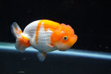 Juvenile Lionchu  Red White 3.5 Inch (ID#415R11b-9) Free2Day SHIPPING