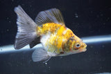 Ryukin  Calico 4.5 Inch (ID#1022Ry7a-1) Free2Day SHIPPING