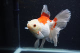 Thai Oranda  Red White 5.5 Inch (ID#1227T2b-56) Free2Day SHIPPING