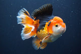 Short Body Thai Oranda Tricolor 5 Inch (ID#902To6c-103)